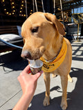 Dog Bandana